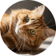 Rowie
